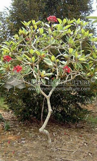 Plumeria rubra 5